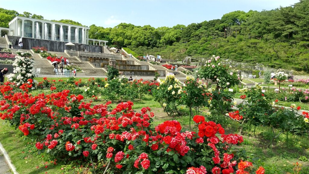須磨離宮公園の王侯貴族のバラ園