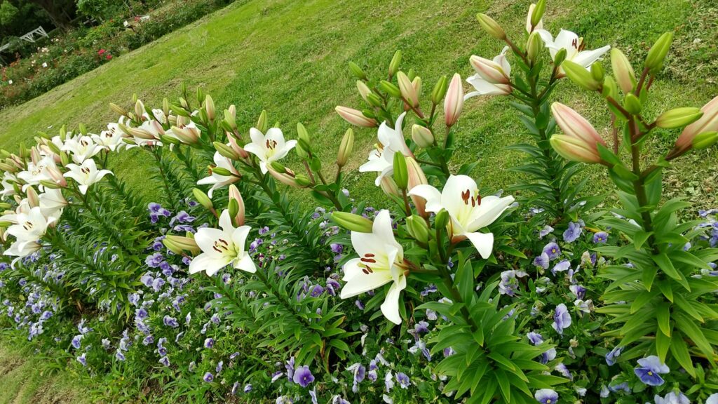 須磨離宮公園 ゆり